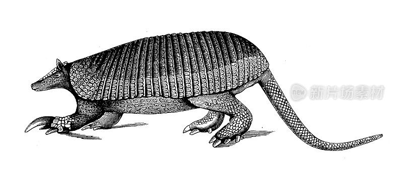 古代生物动物学图片:巨型犰狳(Priodontes maximus)